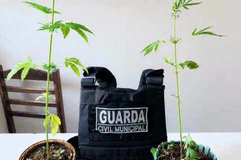 Guarda Civil Municipal de Tapiratiba apreende pés de maconha em terreno da Prefeitura