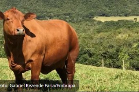 Boi gordo e carnes de frango registram alta nesta quarta-feira