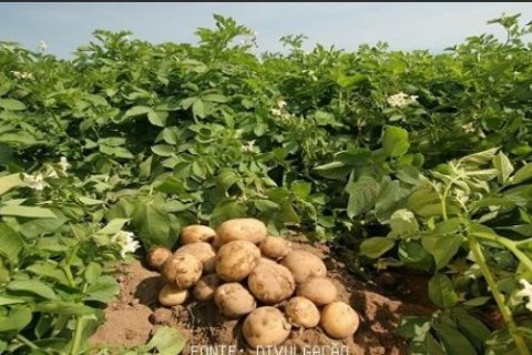 Batata Ágata tem queda nos preços com avanço da colheita; Vargem Grande do Sul entra no mercado sob expectativa