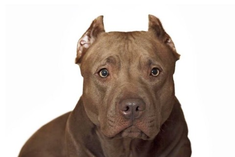 Ataque de pit bull mobiliza forças de segurança e termina com dois feridos em Vargem Grande do Sul